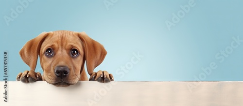 Studio photograph of an adorable dog against a isolated pastel background Copy space