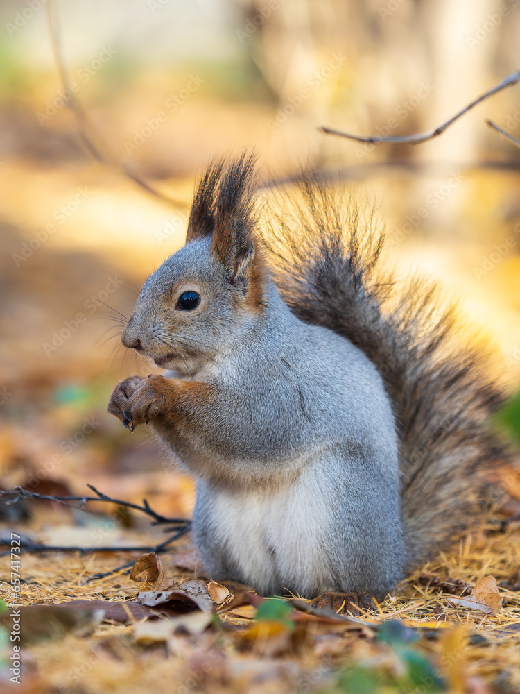 Autumn squirrel with nut sits on green grass with fallen yellow leaves