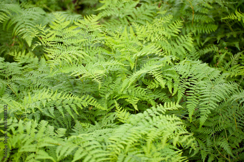 fern leaves fern leaves