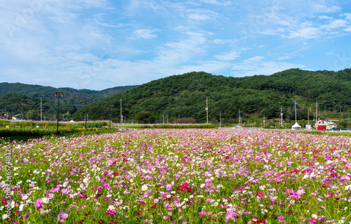 하동 북천 코스모스축제장의 코스모스 꽃밭