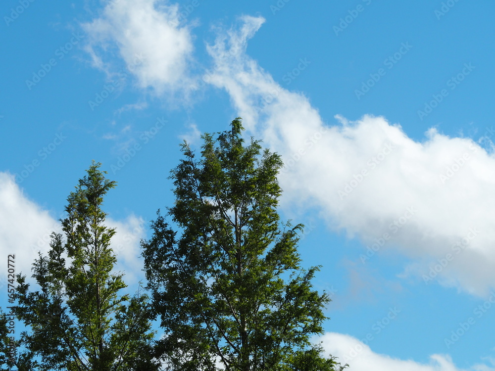 メタセコイアの大木と青空