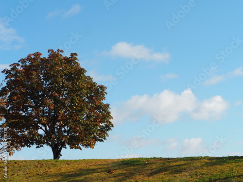 丘の上の大きな木