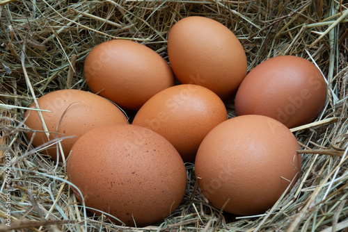 pictures of real chicken eggs  in the dry grass