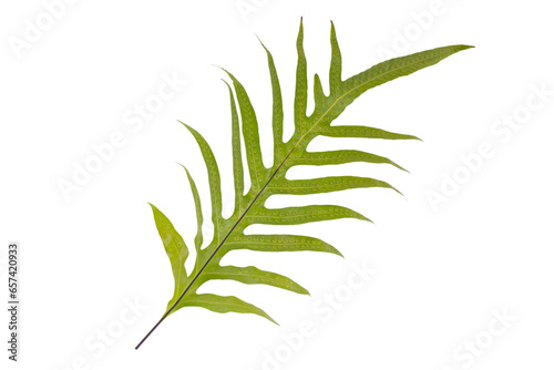 Fresh green grass and leaves isolated on a white background, showcasing the natural beauty of plants and herbs