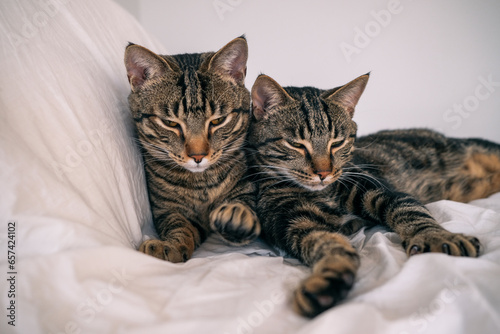 two twin tabby cats kittens on the white couch 