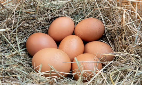 pictures of real chicken eggs in the dry grass