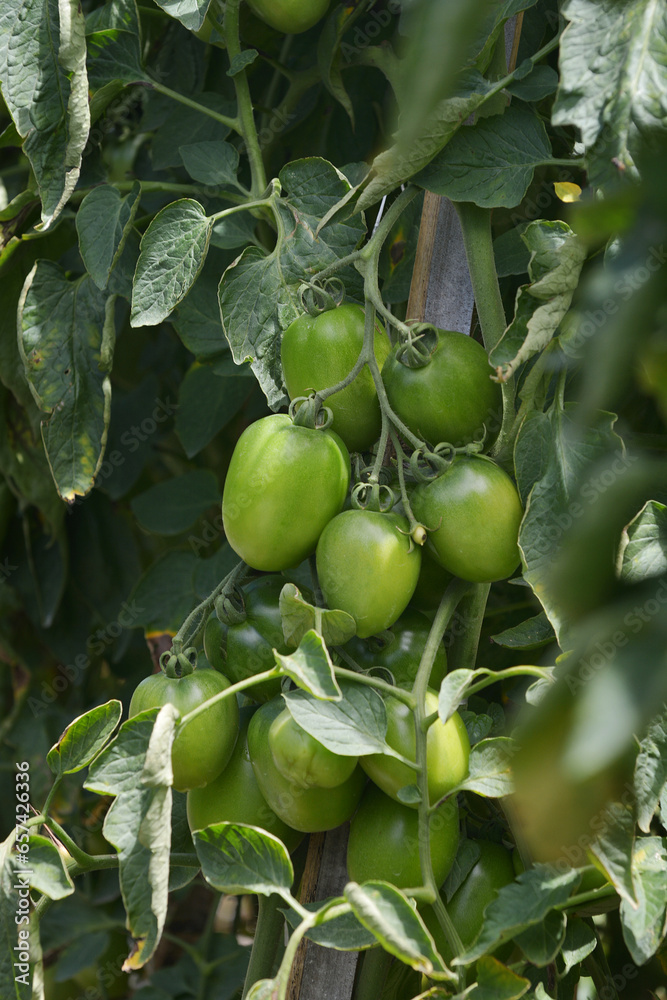 green tomatoes in the garden green tomatoes in the garden