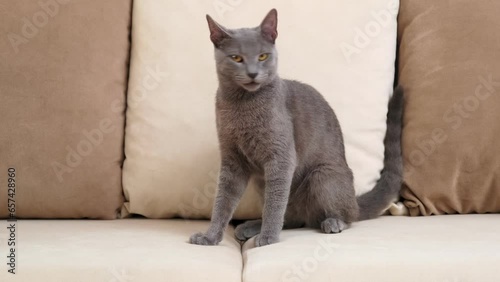 A grey Blue Russian cat, aged between 6 months and a year, sits comfortably on a beige sofa in a home setting. As it grooms itself, it intermittently gazes around, capturing a blend of curiosity and c photo