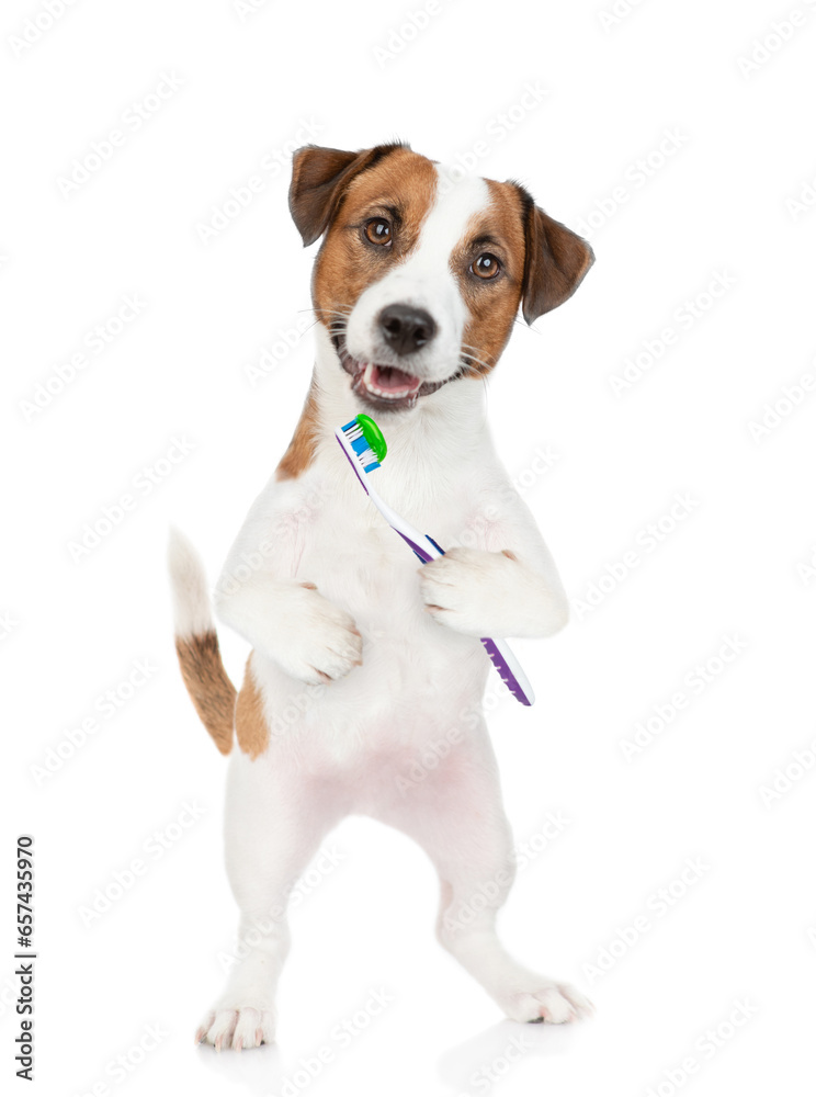 Funny Jack Russell terrier puppy holds toothbrush and looks at camera. isolated on white background
