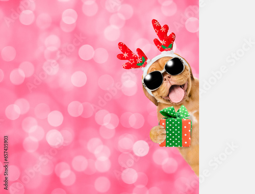 Happy Mastiff puppy dressed like santa claus reindeer Rudolf looking from behind empty white banner and holds gift box