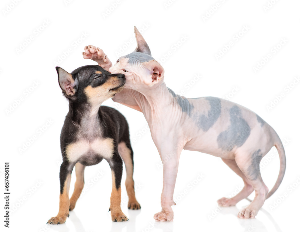 Tender Sphynx kitten kisses Toy terrier puppy.  isolated on white background