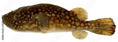 Pao abei (Roberts, 1998), Fish in the Mekong River, Thailand