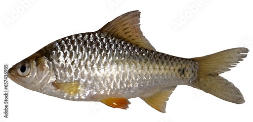 Swamp barb, Puntius brevis (Bleeker, 1850), Fish in the Mekong River, Thailand