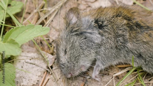 A dead rodent: grey red-backed vole (Myodes rufocanus). photo