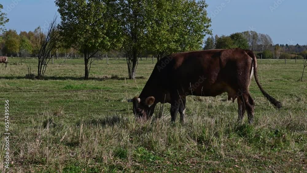 herd of beautiful cows on a farm, animals during the day against a blue sky close-up. High quality 4k footage herd of beautiful cows on a farm, animals during the day against a blue sky close-up. High quality 4k footage