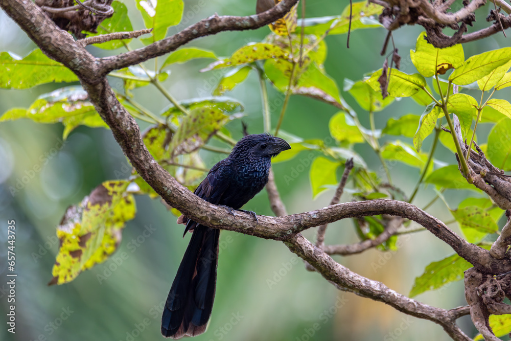 Fototapeta premium Black bird, groove-billed ani (Crotophaga sulcirostris), tropical bird in the cuckoo family, Guanacaste Costa Rica
