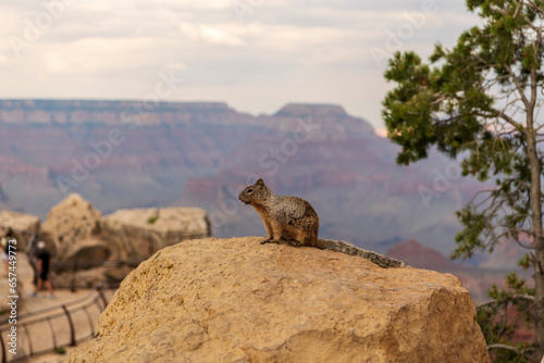 squirrel on the rocks