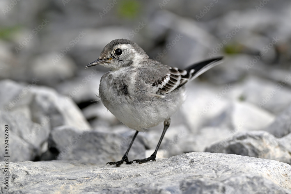 young White wagtail // junge Bachstelze (Motacilla alba) young White wagtail // junge Bachstelze (Motacilla alba)