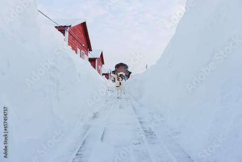 a large happy dog runs along the wooden floor between snow drifts to its owner on a frosty day