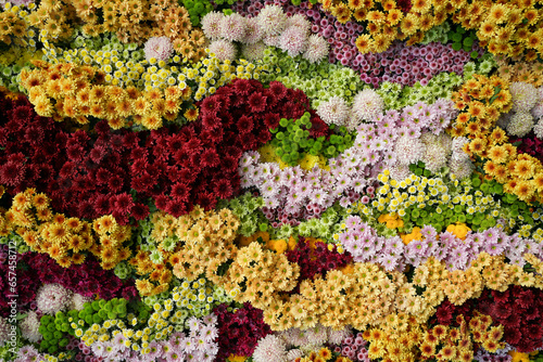 colorful flat lay of variety of chrysanthemums