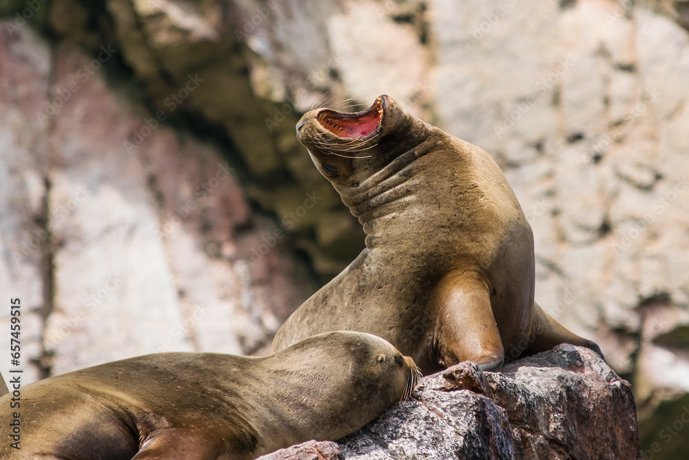 Fototapeta premium Seal roaring
