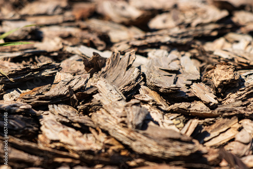pieces of tree bark as a background.