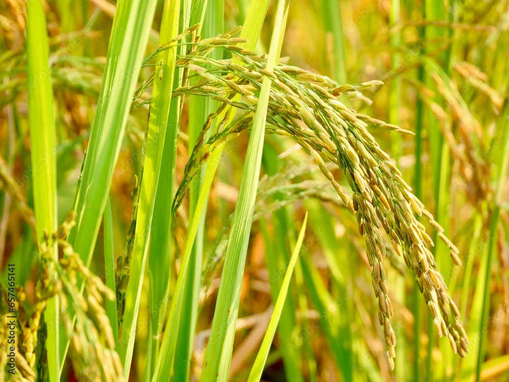 green wheat field, Ripe rice field, Beautiful golden rice field and ear of rice, Mature rice fields on farms, Rice in a paddy field,Blur Paddy rice field in the morning background green wheat field, Ripe rice field, Beautiful golden rice field and ear of rice, Mature rice fields on farms, Rice in a paddy field,Blur Paddy rice field in the morning background