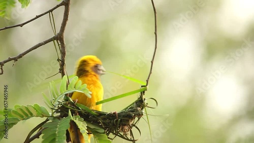 Close-up bird making bird's nest on a tree