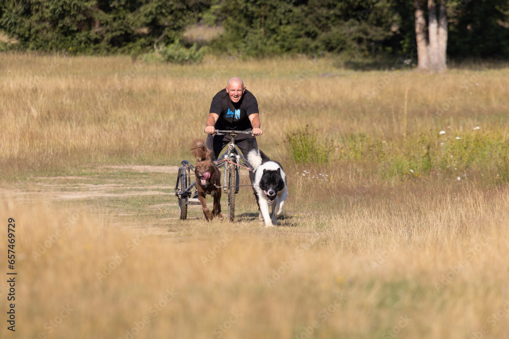 dog team with musher pulling bike dog team with musher pulling bike