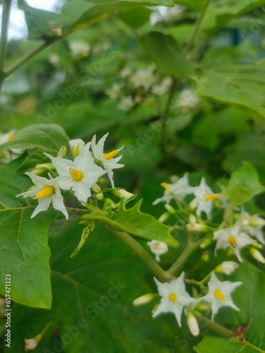 Eggplant flower