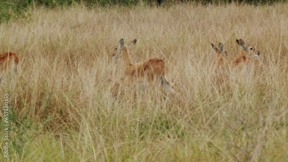 Antelopes in Queen Elizabeth park, Uganda in Africa Antelopes in Queen Elizabeth park, Uganda in Africa