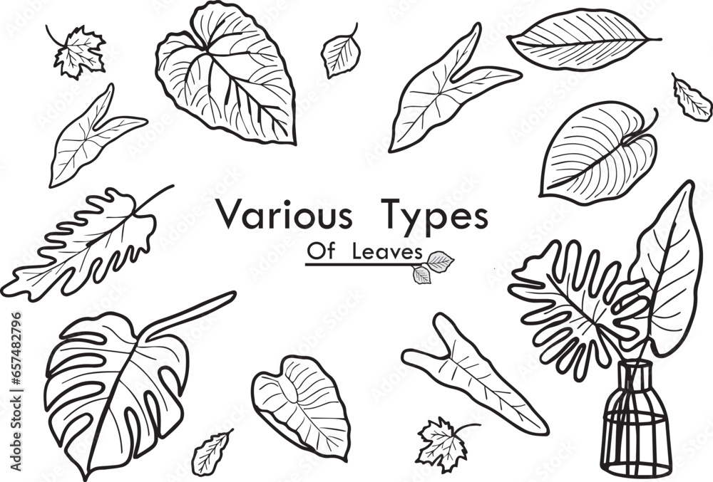vector-hand-drawing-of-various-types-of-leaves-placed-on-a-white