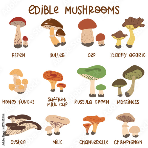 Cartoon edible mushrooms. A set of vector illustrations of edible mushrooms of the autumn forest, aspen, porcini mushrooms, buttercups and chanterelles. Forest cartoon mushrooms. Edible mushroom