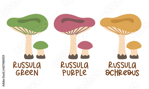Vector illustration set is a collection of colored russula with inscriptions isolated on a white background. A flat tender group of colored mushrooms. Children's education, a study guide