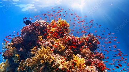 Fototapeta Naklejka Na Ścianę i Meble -  Beautiful tropical coral reef with shoal or red coral fish and sunlight. Beams shinning underwater on the tropical coral reef.