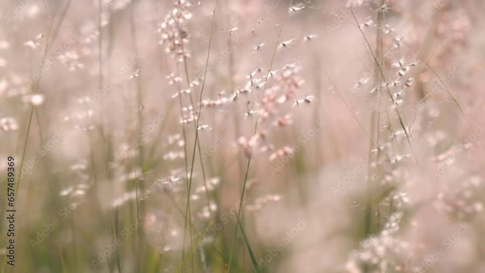 Beautiful flowers field meadow in sunset lights. Slow motion.	
