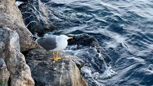 Grey tailed seagull standing on rock. Bird animal wildlife. Sea waves photo