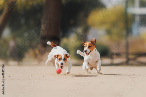 Fototapeta Naklejka Na Ścianę i Meble -  Happy Jack Russell Terrier's little dog on a run in the park