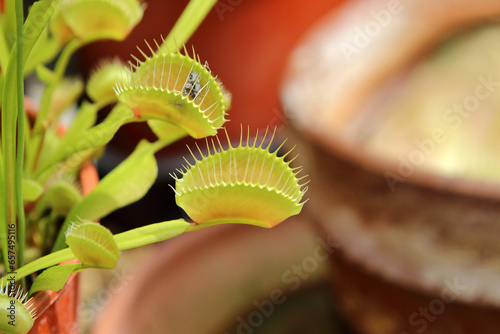 Принти на полотні Close up photo of Venus flytrap (Dionaea muscipula), which is a carnivorous plant