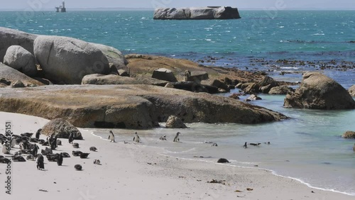 Small African Penguins waddle into shallow water at white beach to swim in ocean