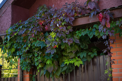 ivy covered house