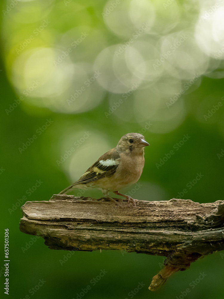 Fototapeta premium Pinson des arbres ( IA bruit )