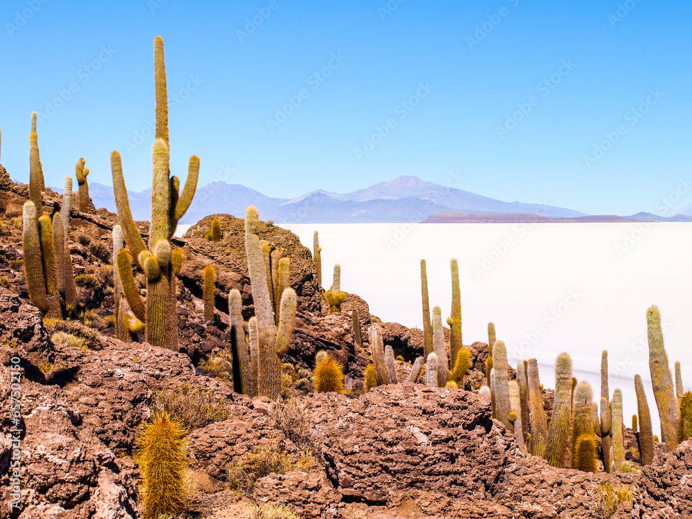 Cactuses on Incahuasi Island, or Inkawasi, or Inka Wasi. Salt flat Salar de Uyuni, Altiplano, Bolivia - obrazy, fototapety, plakaty 