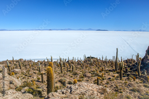 Cactuses on Incahuasi Island  or Inkawasi  or Inka Wasi. Salt flat Salar de Uyuni  Altiplano  Bolivia