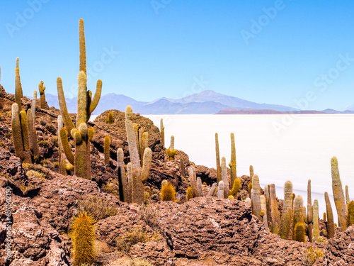 Cactuses on Incahuasi Island, or Inkawasi, or Inka Wasi. Salt flat Salar de Uyuni, Altiplano, Bolivia photo