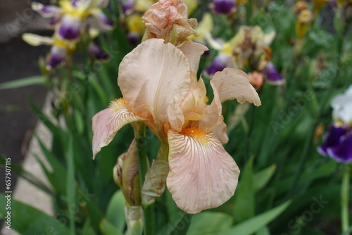 Close view of pale orange flowers of bearded irises in May