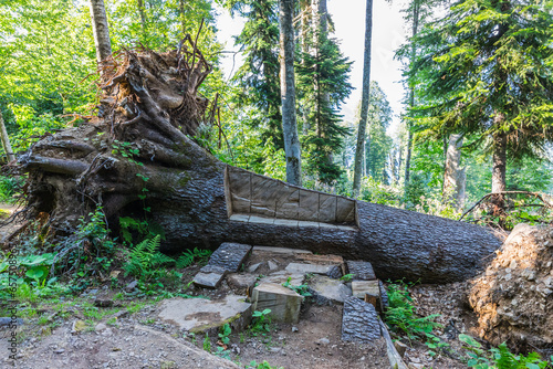 Bench made of the trunk of a large tree on the Relict Forest ecotrope in the mountain resort of Krasnaya Polyana, Sochi, Russia