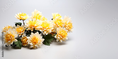 Chrysanthemum flowers on a white background with copy space.