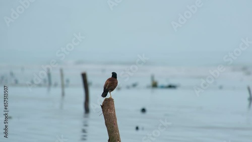 One legged Common myna bird standing on tree log at seashore. fly away after sometime. Kuakata sea beach, Bangladesh photo