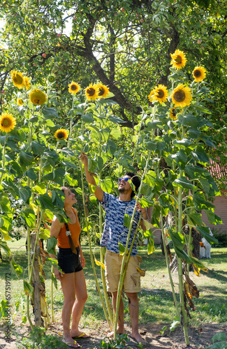 Couple standing in the field of tall sunflowers 